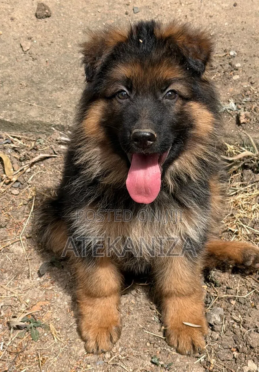 1-3 months Female Purebred German Shepherd