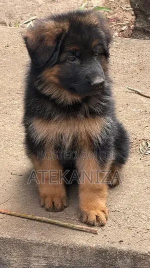 1-3 months Female Purebred German Shepherd