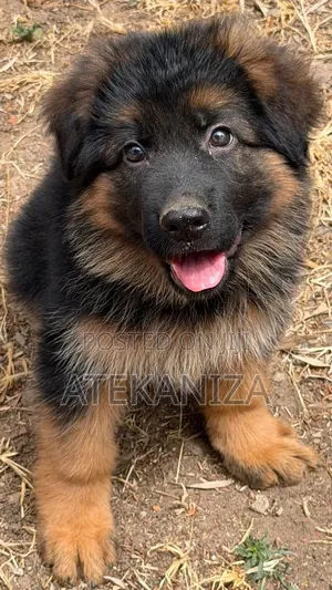 1-3 months Female Purebred German Shepherd