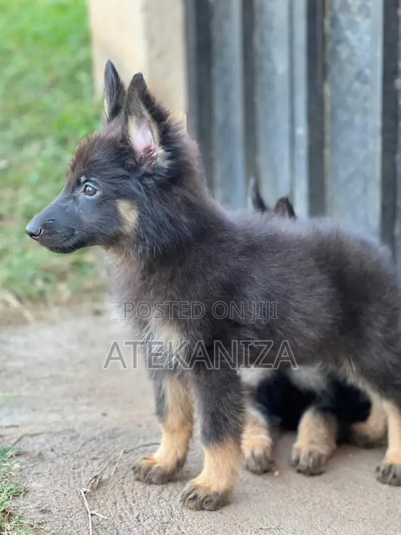 1-3 months Male Purebred German Shepherd