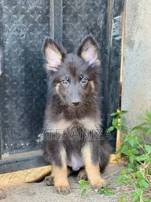 1-3 months Male Purebred German Shepherd