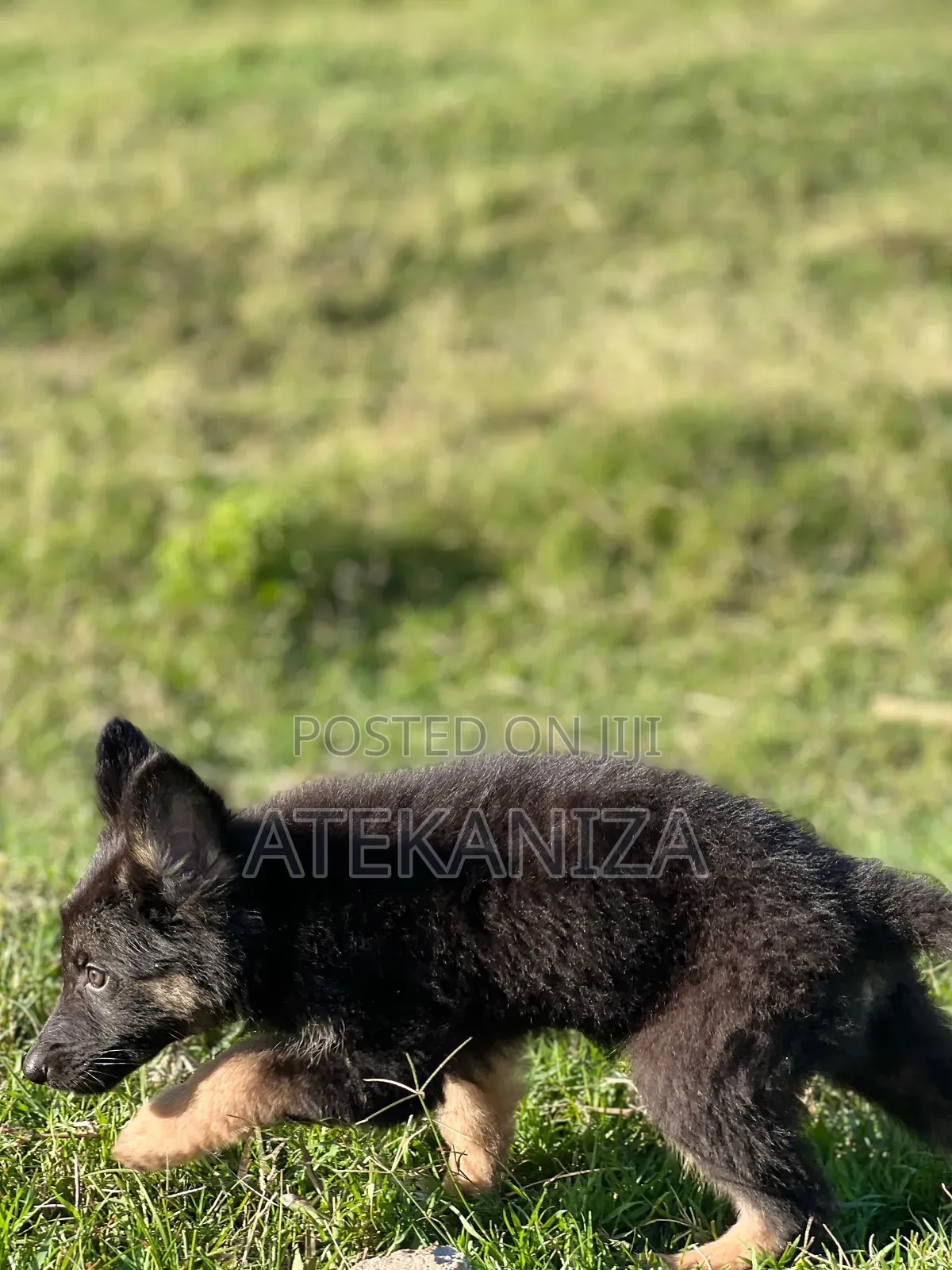 1-3 months Male Purebred German Shepherd