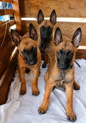 3-6 months Male Purebred Belgian Malinois