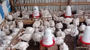 Broiler Chickens