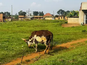 Land in Kayunga Kyelima Town App 1acre on the Mainroad,call