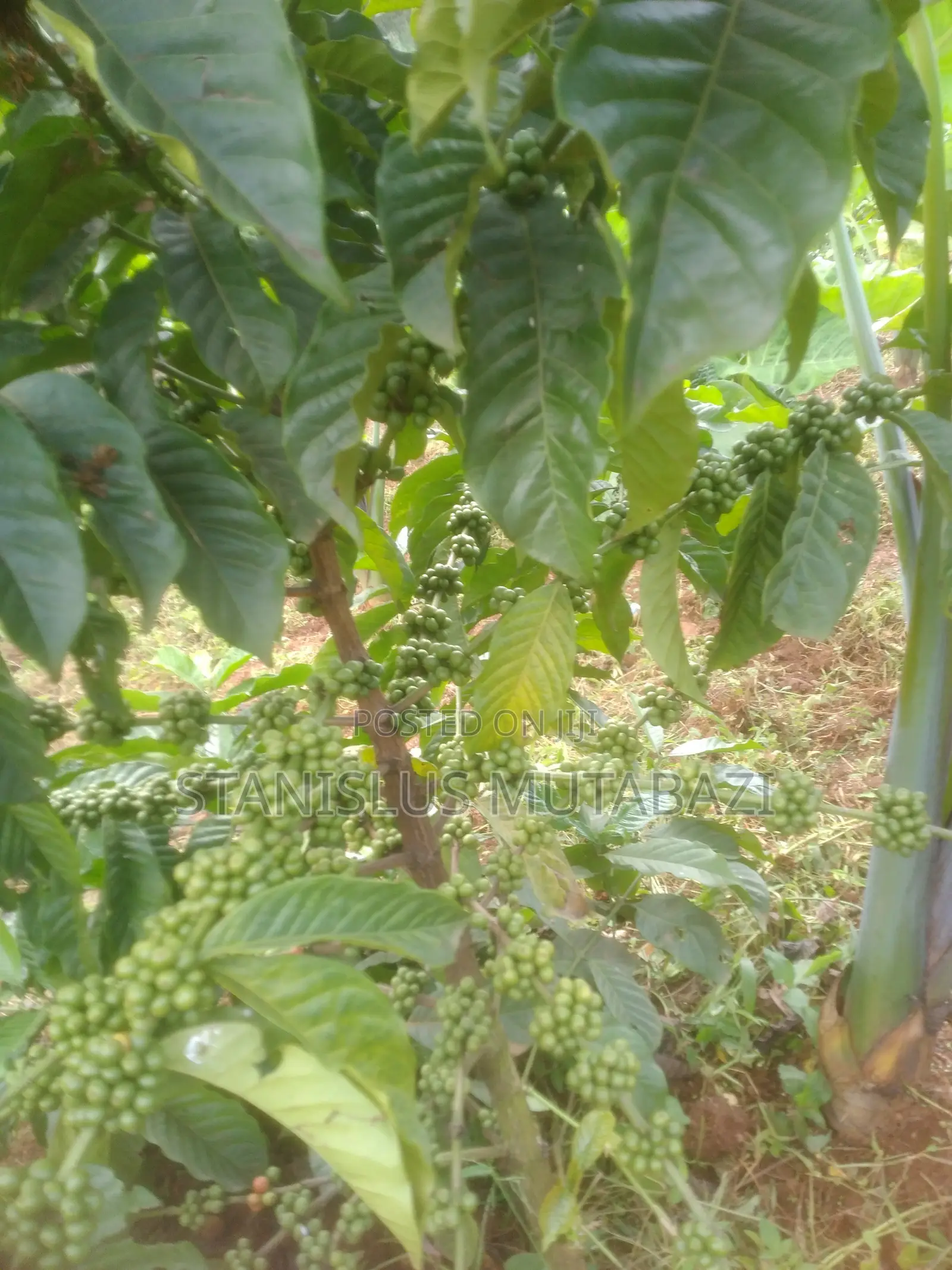 OorgaBoost Pro Organic Fertilizer
