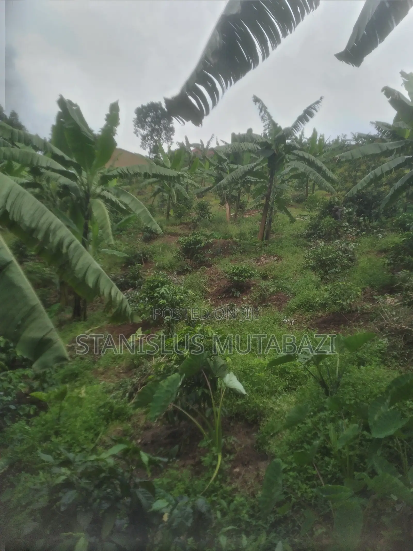 OorgaBoost Pro Organic Fertilizer