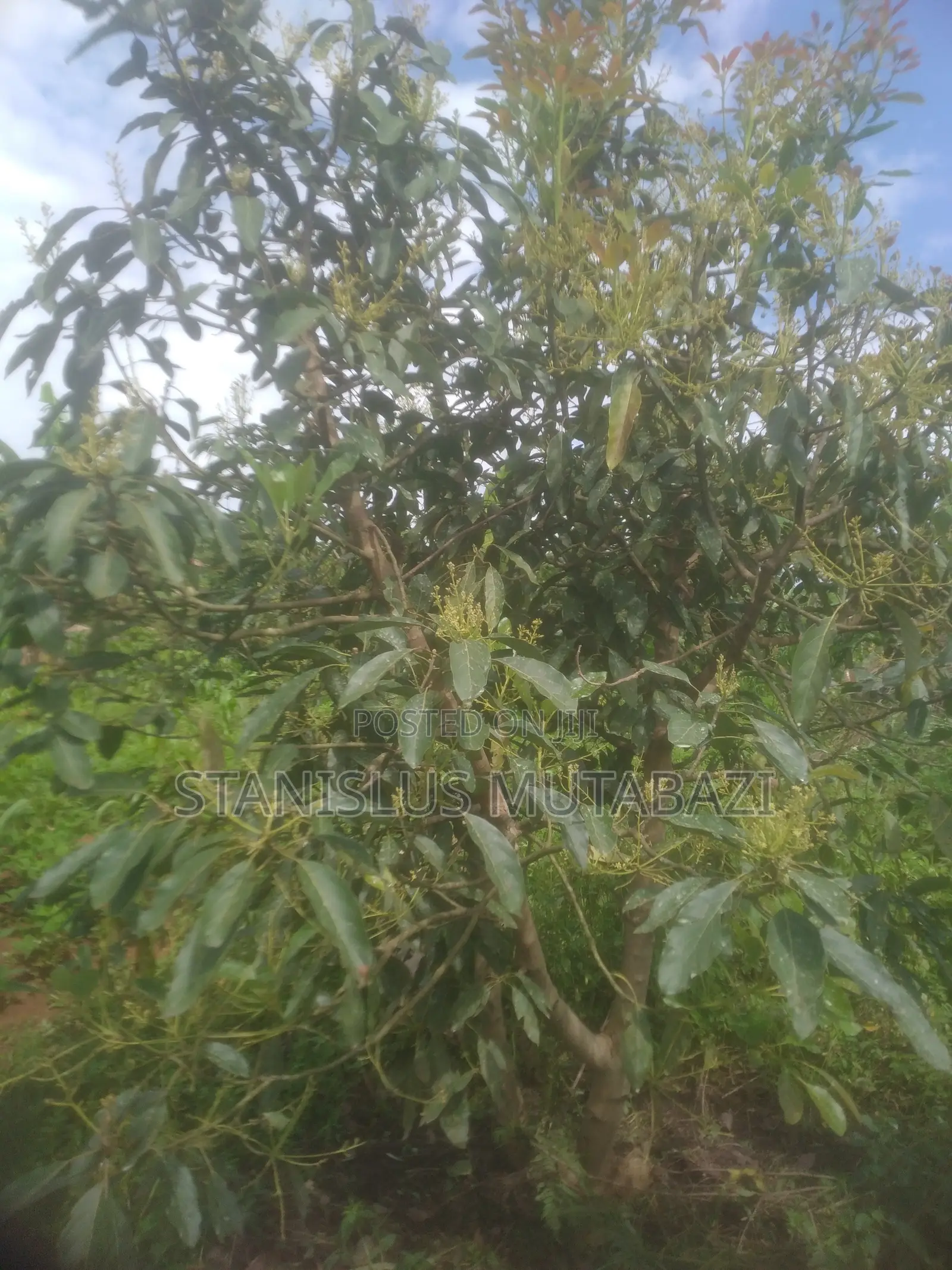 OorgaBoost Pro Organic Fertilizer