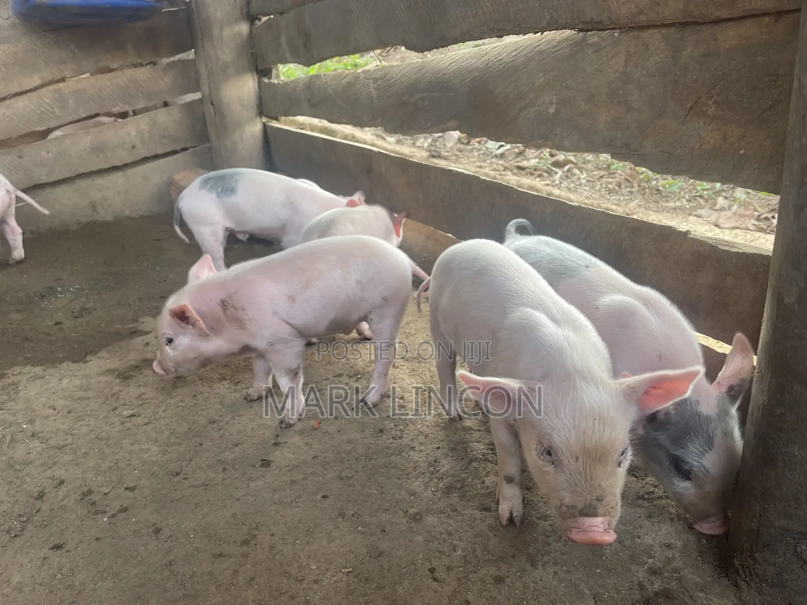 Pigglets for Sale