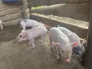 Pigglets for Sale