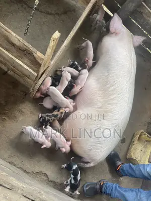 Pigglets for Sale