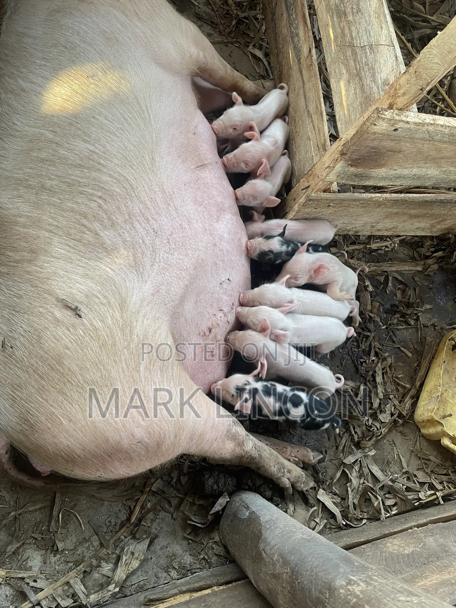 Pigglets for Sale
