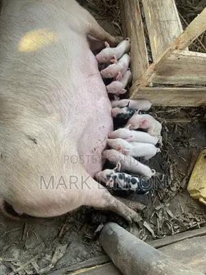 Pigglets for Sale