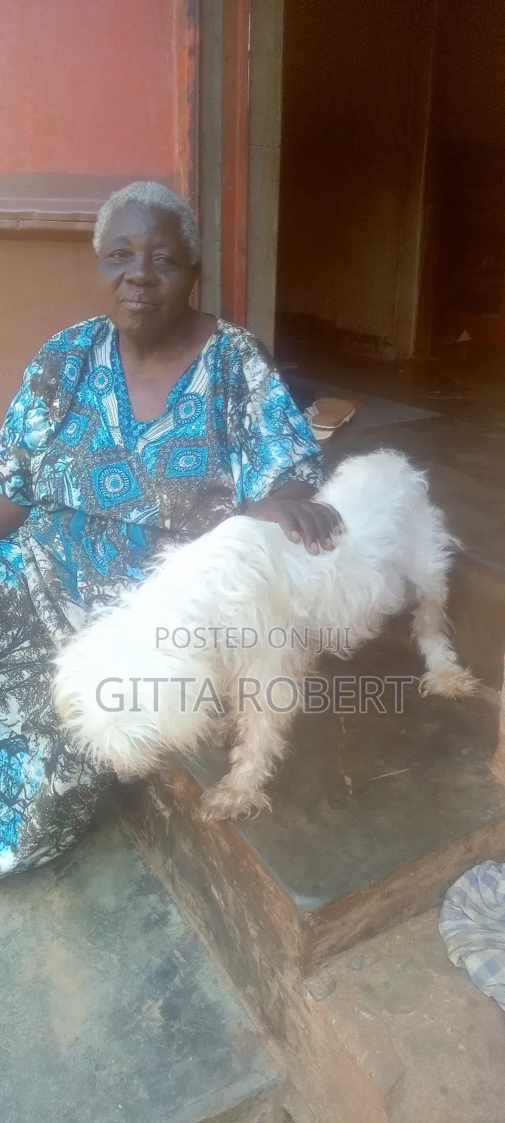 1+ year Female Purebred Maltese