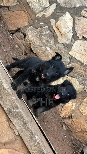 1-3 months Male Purebred German Shepherd