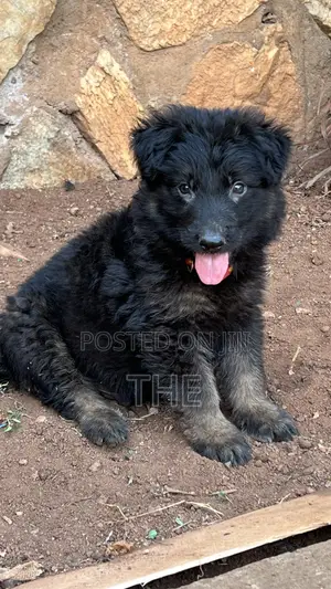 1-3 months Male Purebred German Shepherd