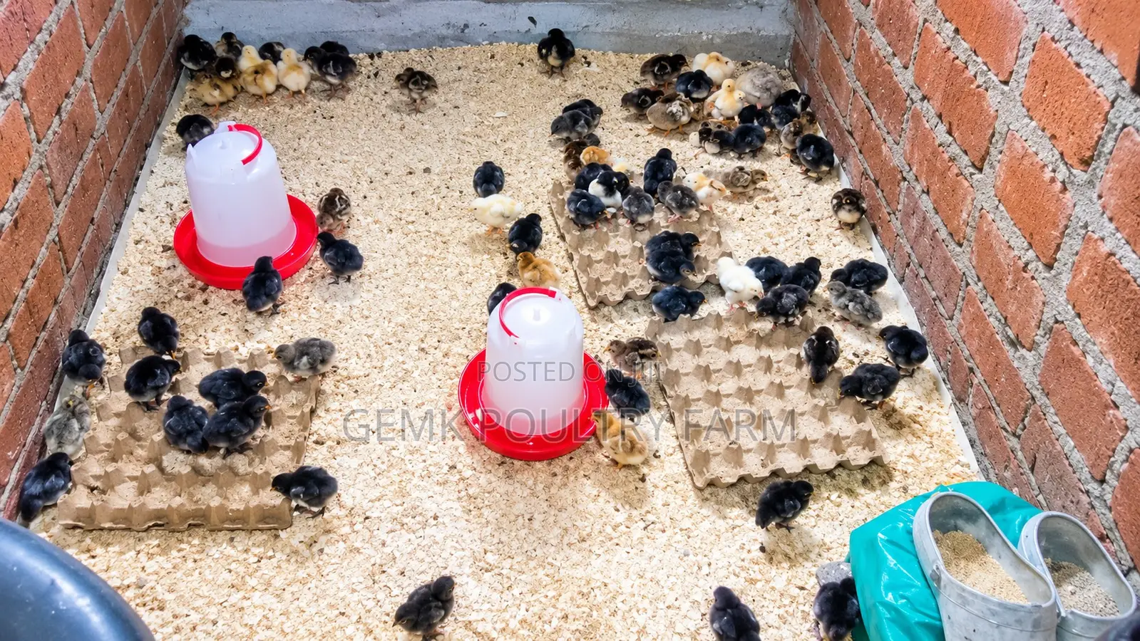 Gemk Poultry Farm