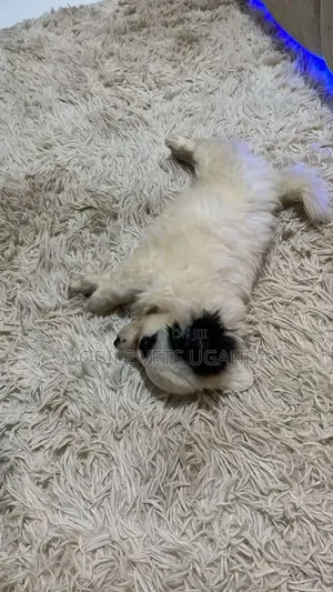 1-3 months Female Purebred Japanese Spitz