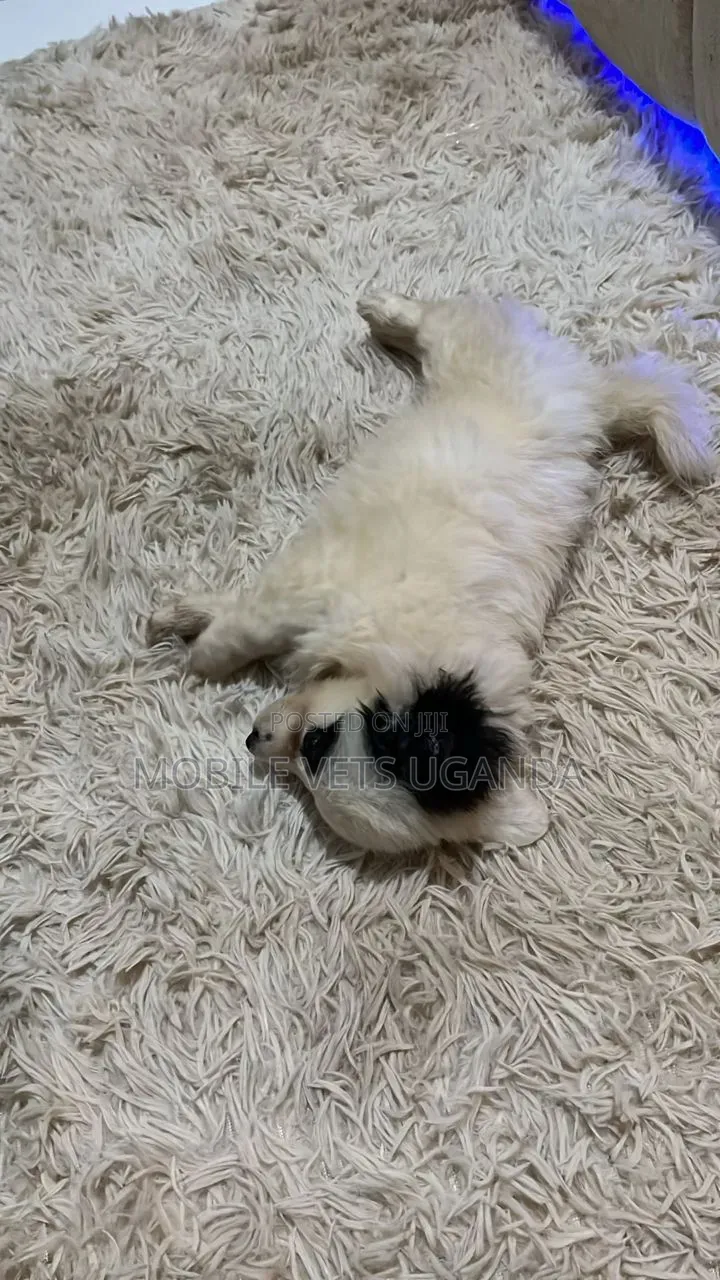 1-3 months Female Purebred Japanese Spitz