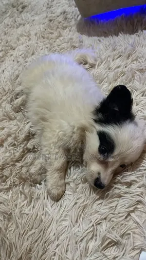 1-3 months Male Purebred Japanese Chin