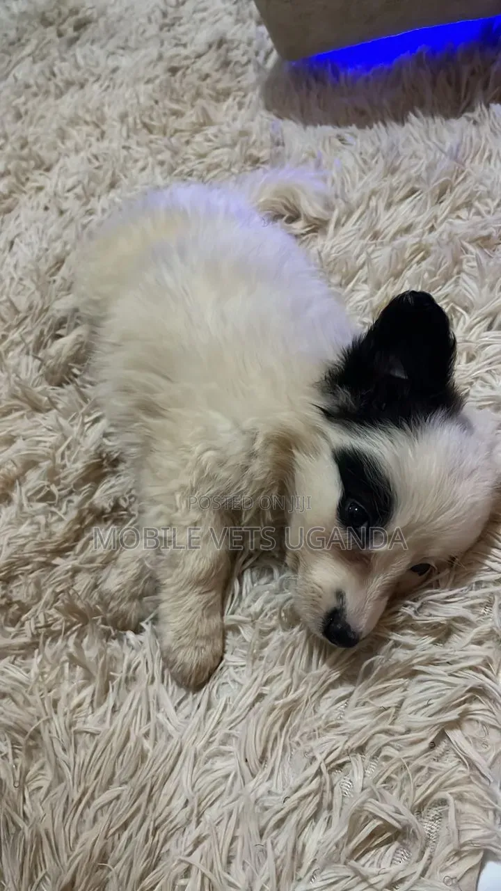 1-3 months Male Purebred Japanese Chin