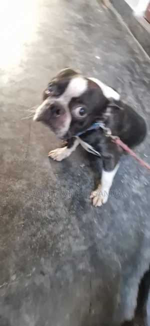 3-6 months Male Purebred Boston Terrier