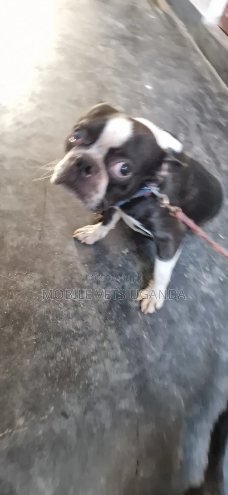 3-6 months Male Purebred Boston Terrier