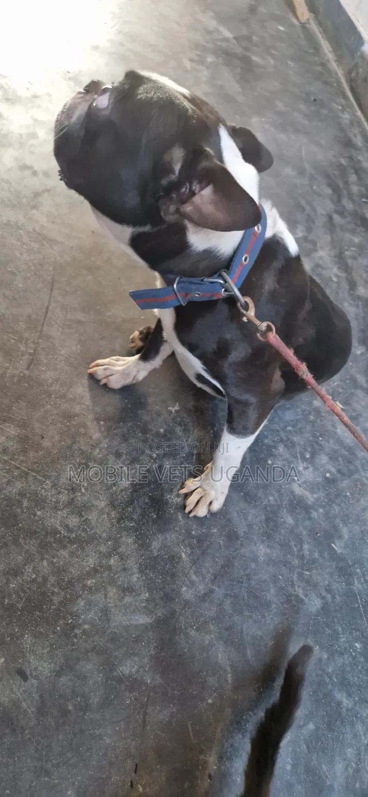 1-3 months Female Purebred Boston Terrier