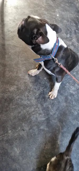 1-3 months Female Purebred Boston Terrier