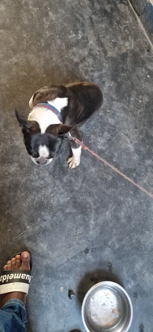 6-12 months Male Purebred Boston Terrier