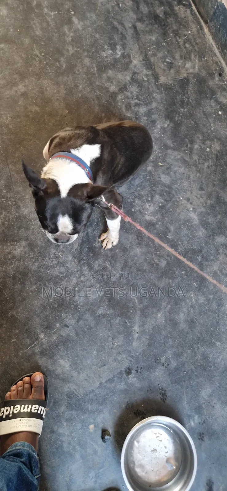 6-12 months Male Purebred Boston Terrier