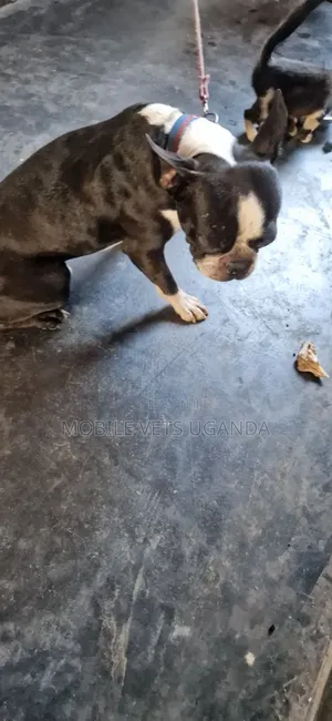 1-3 months Male Purebred Boston Terrier