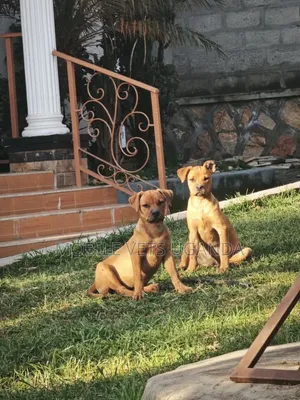 1-3 months Male Purebred Boerboel