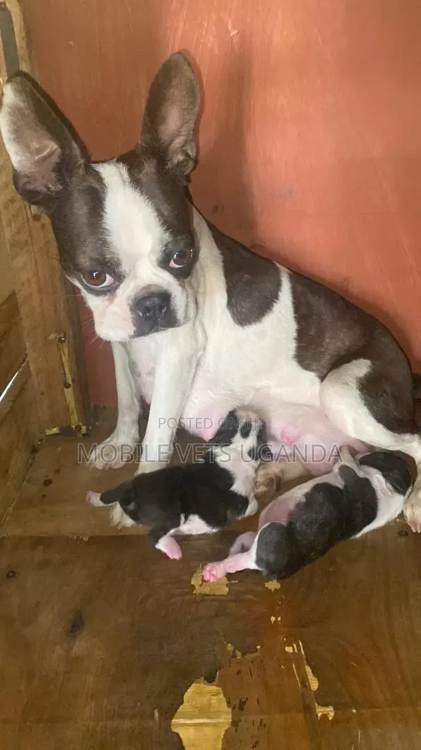 0-1 month Female Purebred Boston Terrier
