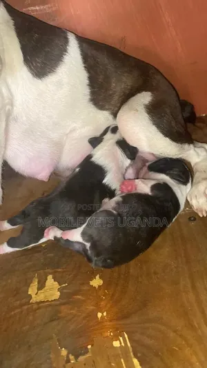 1-3 months Male Purebred Boston Terrier