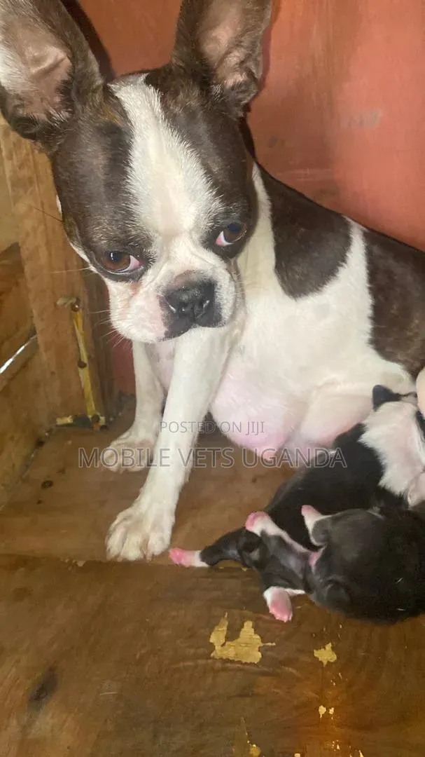 3-6 months Female Purebred Boston Terrier