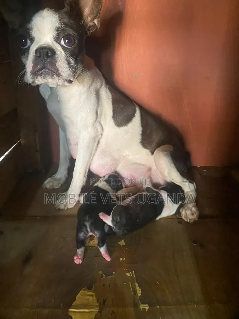 0-1 month Male Purebred Boston Terrier