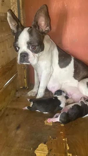 0-1 month Male Purebred Boston Terrier
