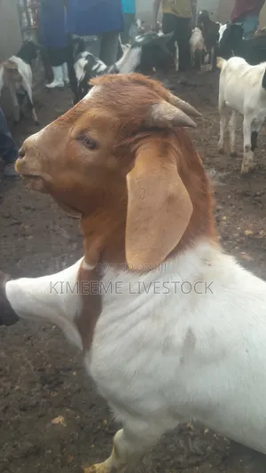 Goats and Sheeps