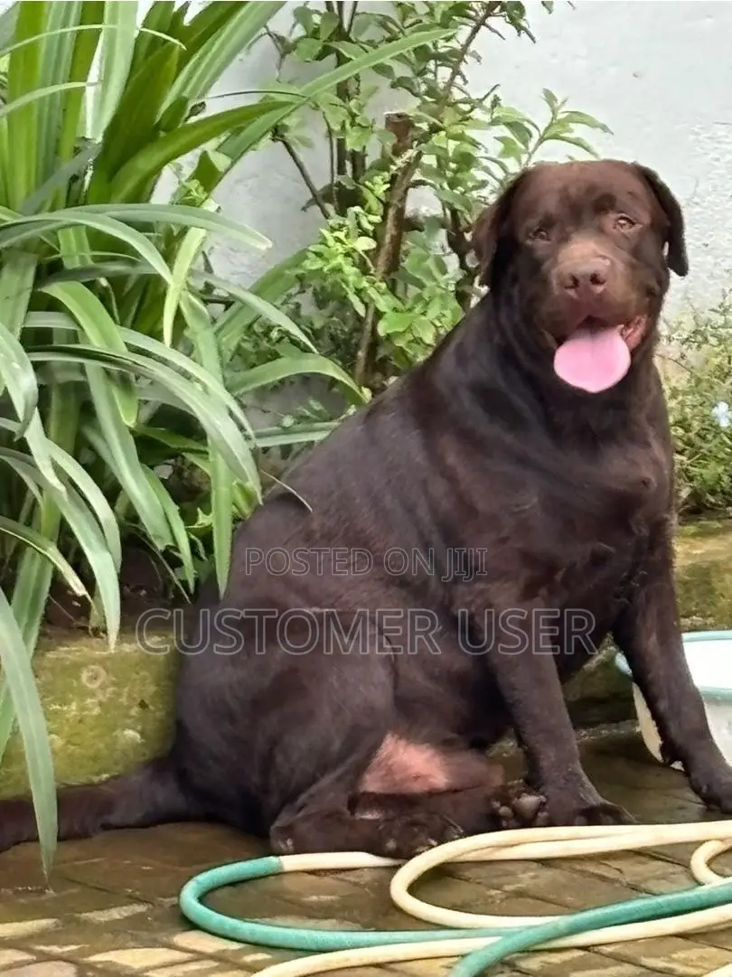 3-6 months Male Purebred Labrador Retriever