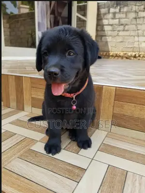 3-6 months Male Purebred Labrador Retriever