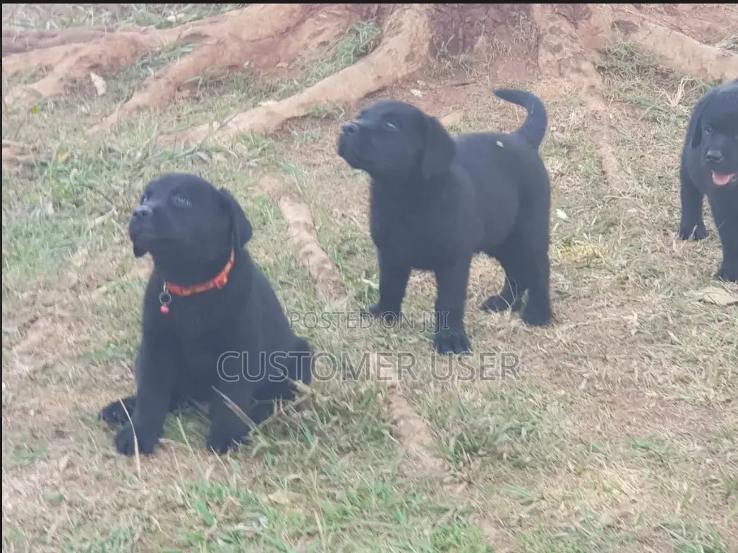 3-6 months Male Purebred Labrador Retriever