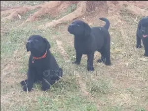 3-6 months Male Purebred Labrador Retriever