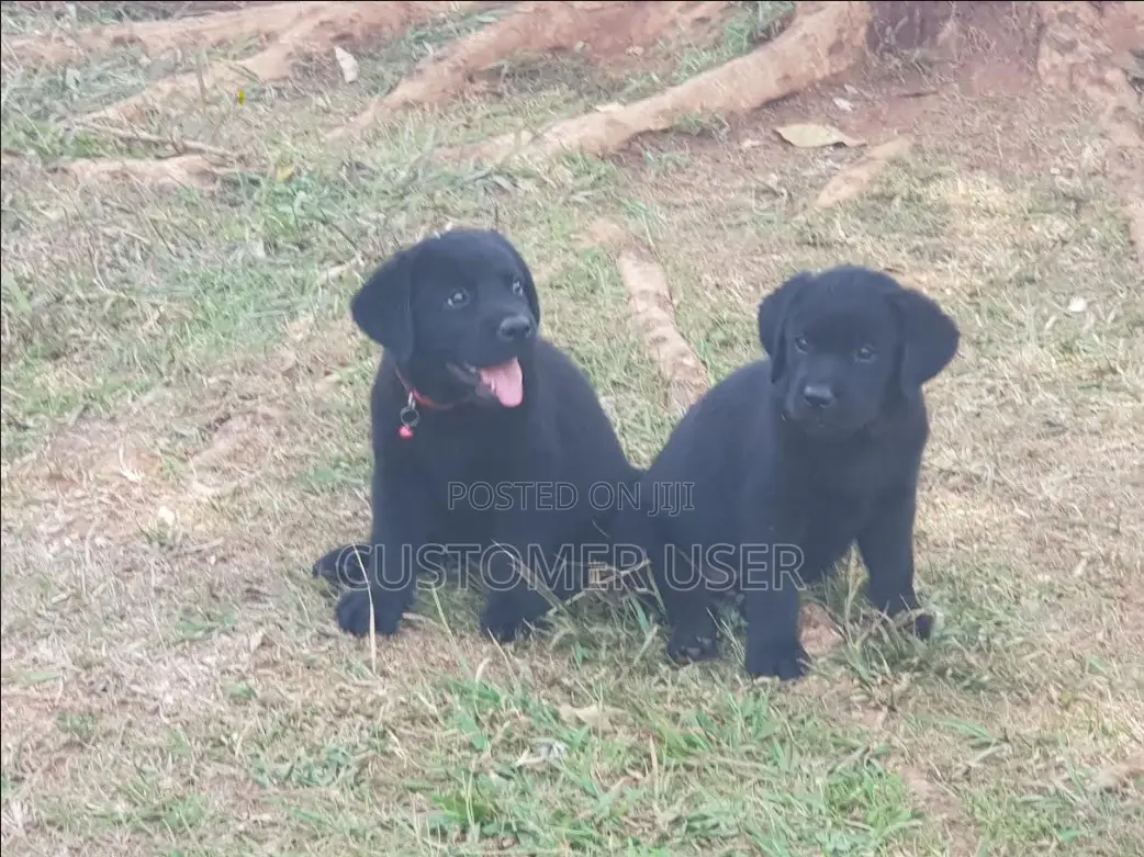 3-6 months Male Purebred Labrador Retriever