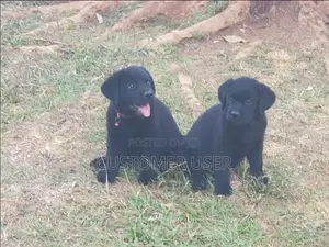 3-6 months Male Purebred Labrador Retriever