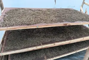 Dried BSF Larvae