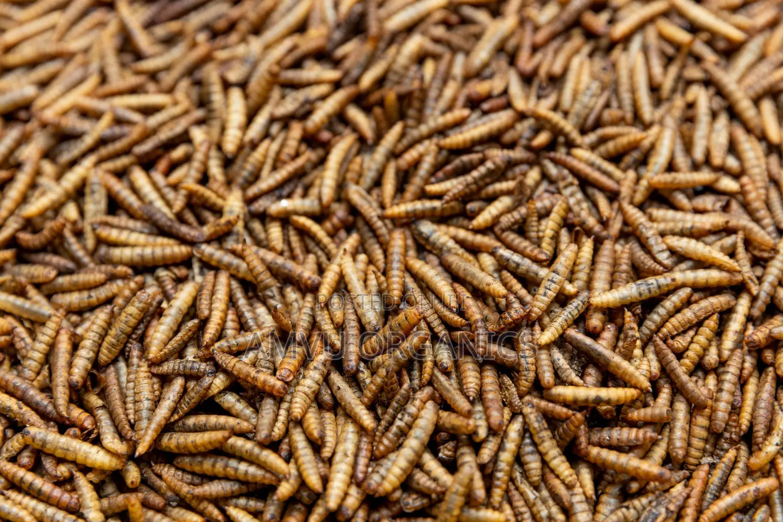 Dried BSF Larvae