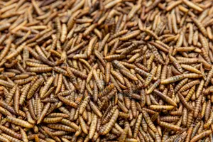 Dried BSF Larvae