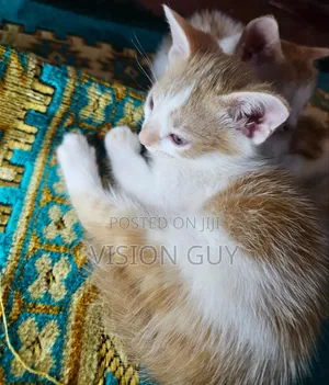 1-3 months Male Purebred Exotic