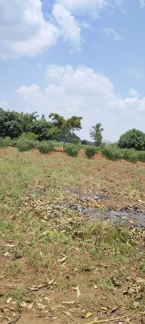 50x100ft Plot for Sale in Kamonkoli Ssekulo